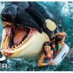 Killer Whale 0 killer whale 0