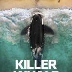 Killer Whale 1 killer whale 1