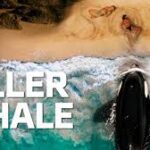 Killer Whale 8 killer whale 8